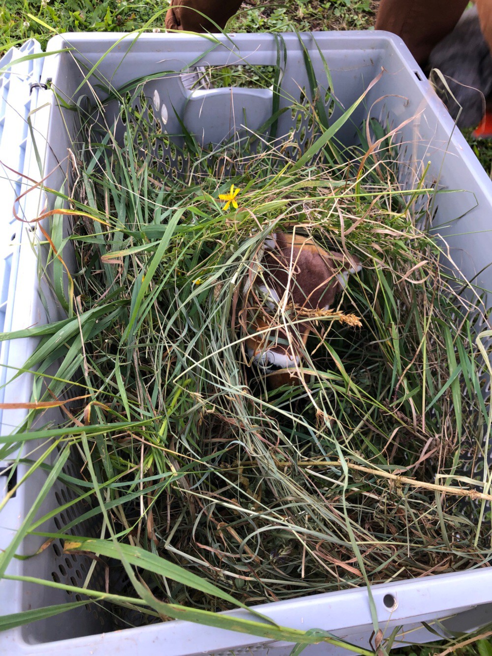 2024 07 20 Rehkitzrettung 04