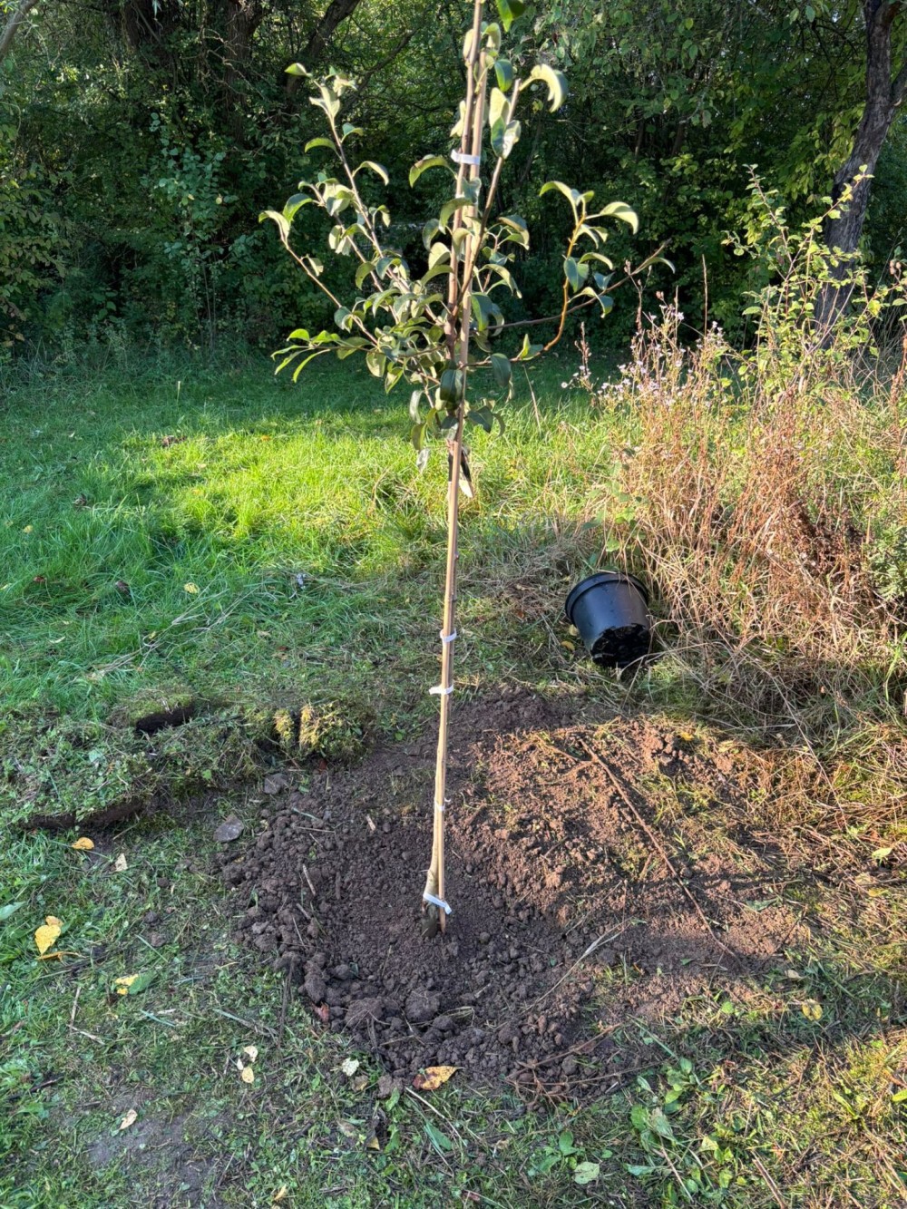 2025 10 01 Baumpflanzaktion 03